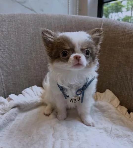 Regalo cucciolo Chihuahua machio femmina con pedigree