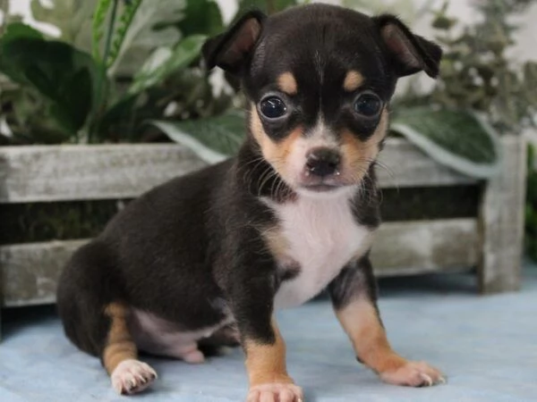 Regalo Toy CUCCIOLI DI CHIHUAHUA PEDIGREE 