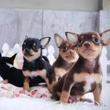 Regalo CHIHUAHUA TOY CUCCIOLI 