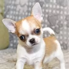 Regalo CHIHUAHUA TOY CUCCIOLI 