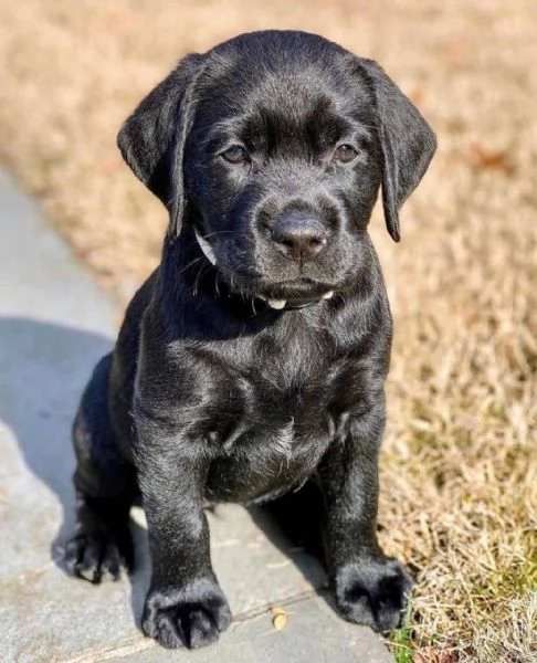 Regalo Cuccioli di Labrador retriever maschi e femmine