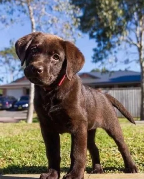 Regalo cuccioli di Labrador Retriever per l'adozione 