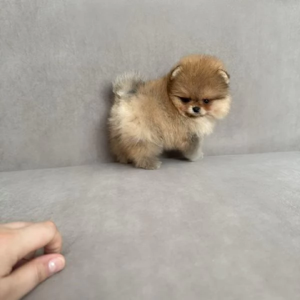 Regalo cucciolo Volpino Pomerania Toy di 3 mesi maschio e femmina