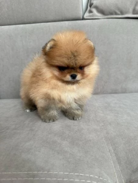 Regalo cucciolo Volpino Pomerania Toy di 3 mesi maschio e femmina | Foto 0