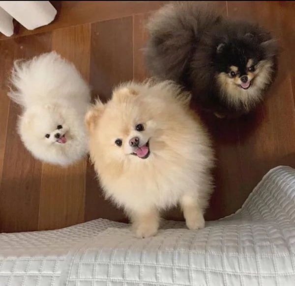 Regalo Adorabile cucciolo di Pomerania