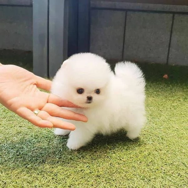 2 Regalo Adorabili cuccioli di Pomerania 