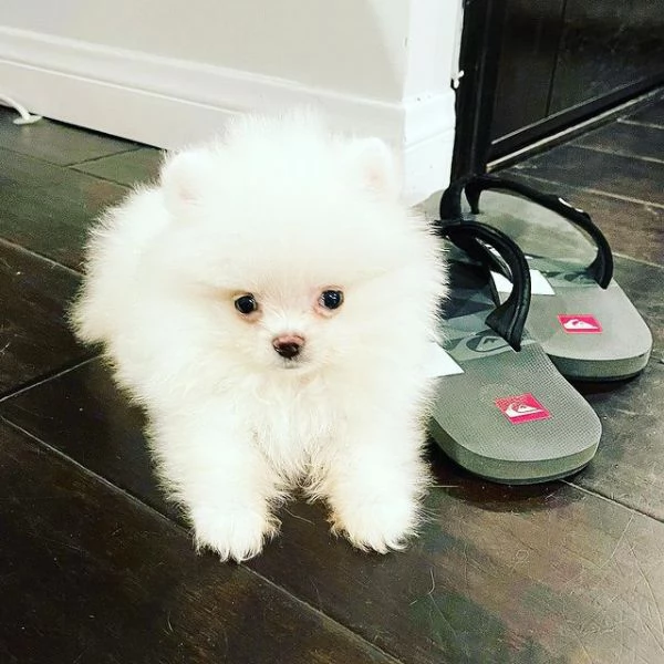 cuccioli di Pomerania regalo