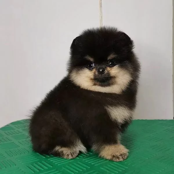 Regalo Pomerania cuccioli per l'adozione