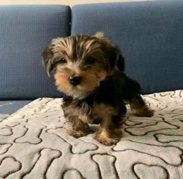 Cuccioli Yorkie Regalo per l'adozione