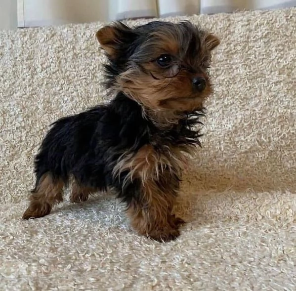 Regalo Yorkie cuccioli per le case belle