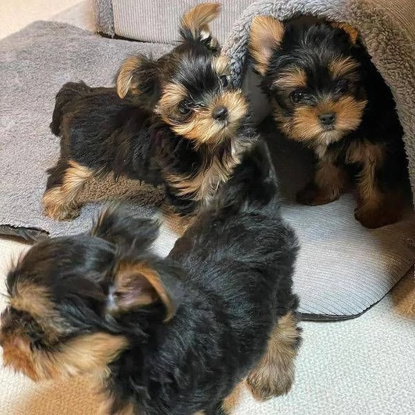 Regalo cucciolo REGALO YORKIE