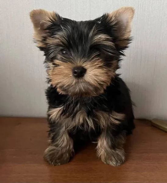 Regalo cucciolo Cuccioli di Yorkie in adozione