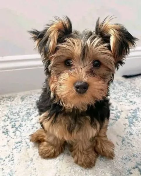 Regalo cucciolo REGALO YORKIE