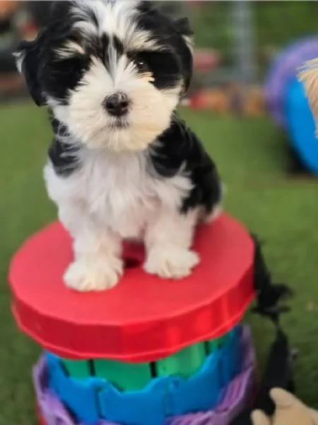 Regalo cucciolo REGALO YORKSHIRE