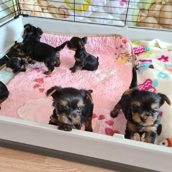 Regalo cucciolo Teacup yorkie puppy