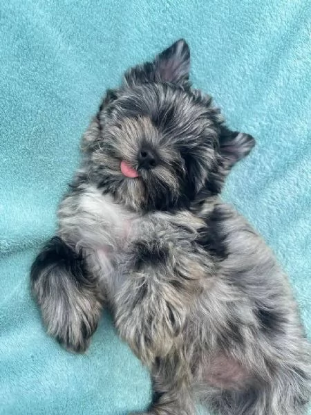 Regalo cuccioli di yorkshire terrier disponibili 