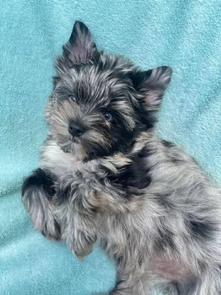 Regalo cucciolo yorkshire NANI yorkshire NANO CUCCIOLI 