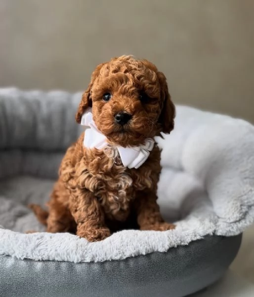 Regalo cucciolo barboncino NANI barboncino NANO CUCCIOLI 