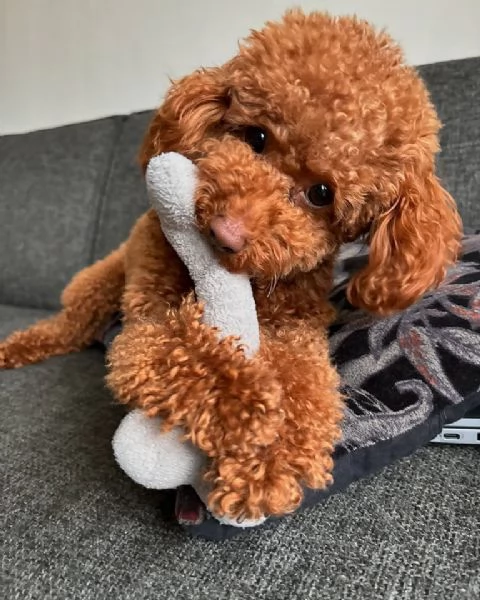 Regalo cucciolo barboncino cuccioli