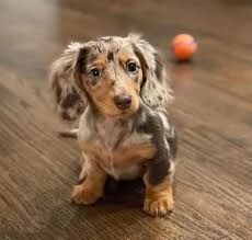 Regalo cucciolo Bassotto tedesco cuccioli | Foto 1