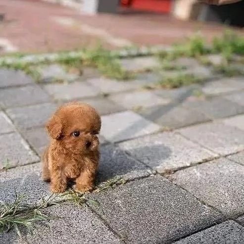 Regalo cucciolo BARBONCINO BARBONCINI TOY mano