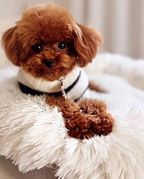Regalo cucciolo REGALO CUCCIOLO BARBONCINO MANO 