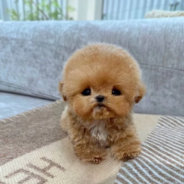 Regalo pedigree cucciolo Regalo barboncino toy mini red