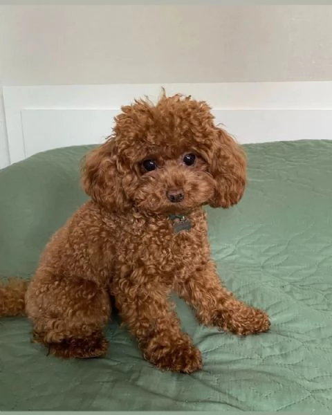 Regalo cucciolo REGALO CUCCIOLO BARBONCINO TOY microchip