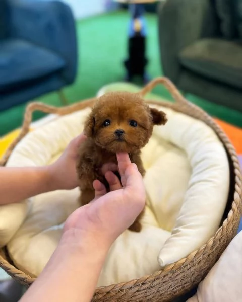 Regalo  cucciolo barboncino