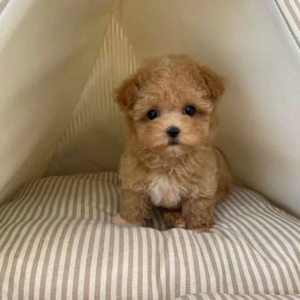 Regalo cucciolo Barboncini toy maschietti