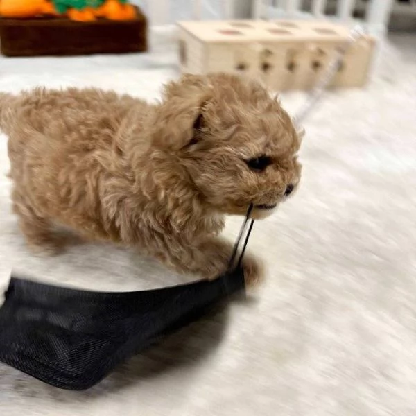 Regalo vaccinato  cucciolo REGALO CUCCIOLO BARBONCINO TOY