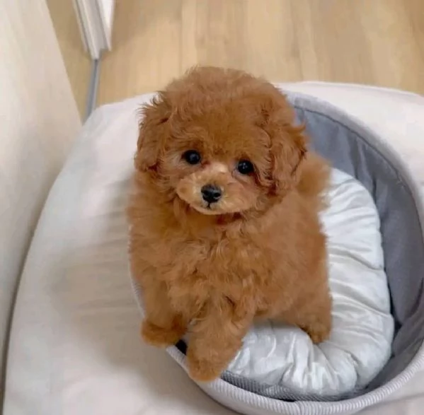 Regalo Dolcissimi e rarissimi cuccioli di barboncino bianco