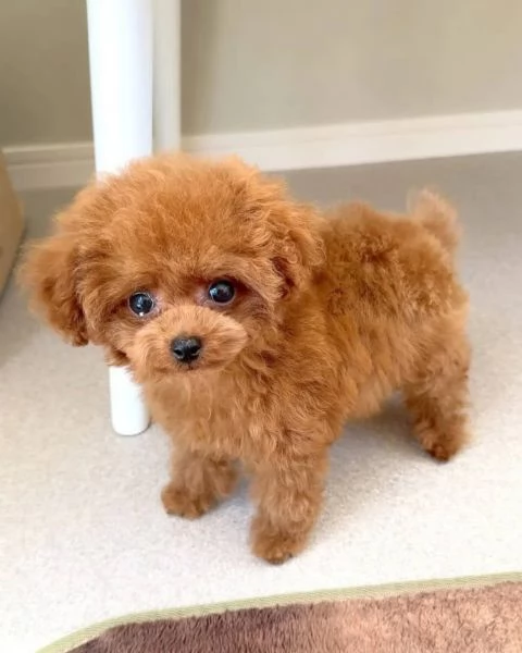 Regalo cucciolo BARBONCINO BARBONCINI TOY RED 