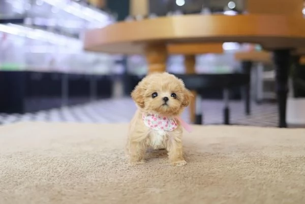 Regalo  cucciolo Maltese