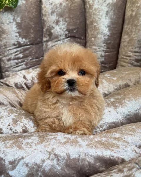 Regalo cucciolo barboncino toy mini toy