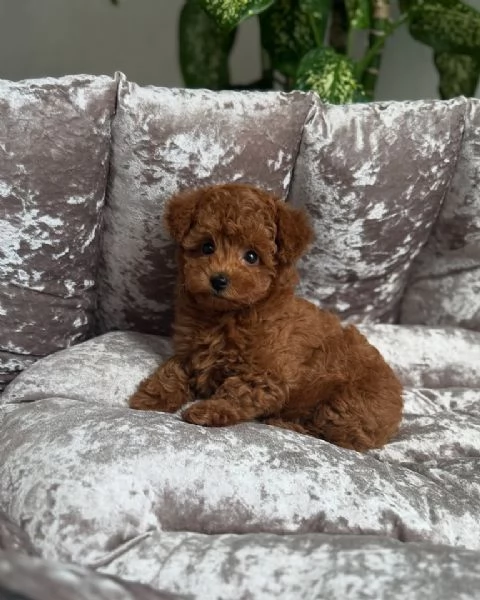 Regalo cucciolo Regalo barboncino