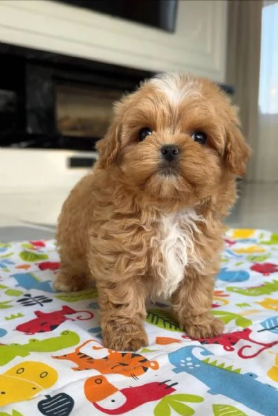 Regalo cucciolo REGALO Barboncino