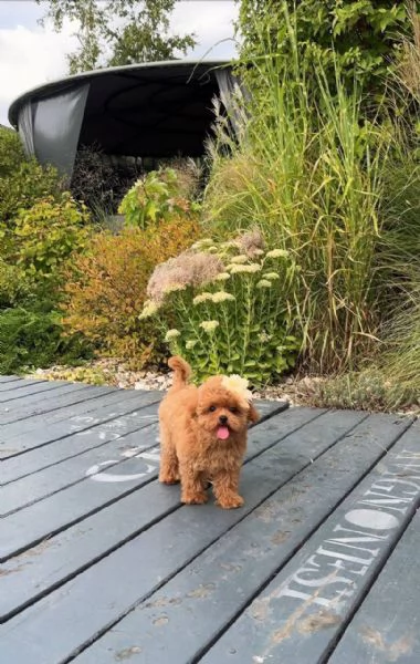 Regalo cucciolo Cucciolina barboncino femmina