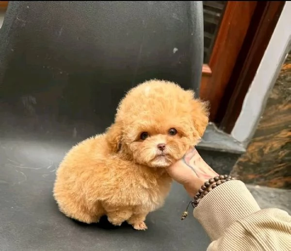 Regalo piccolissima cuccioli di Maltese per ladozione