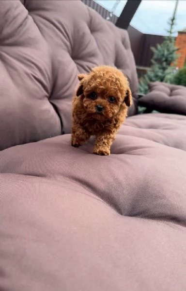 Regalo piccolissima cuccioli di barboncino per ladozione