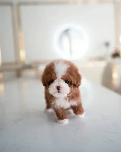 Regalo piccolissima cuccioli di Maltese per ladozione