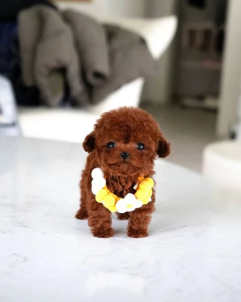 Regalo cucciolo cuccioli sono barboncino di razza pura e vengono tutti allattati