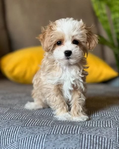 Regalo piccolissima cuccioli di Maltese per ladozione