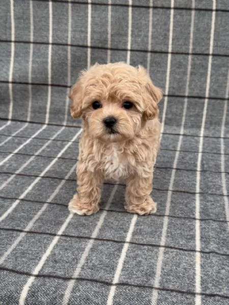 Regalo Cane barboncino