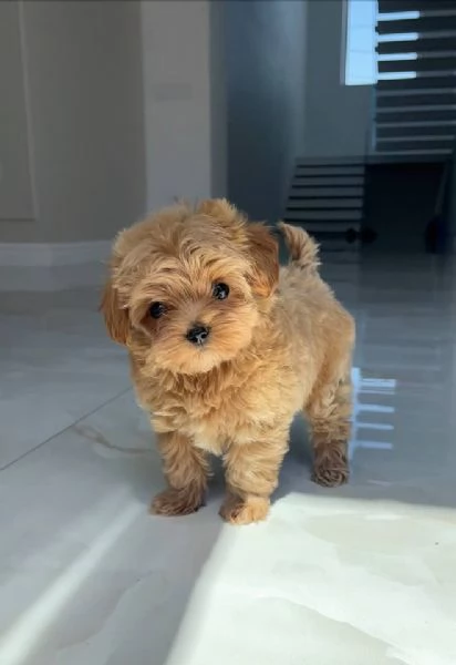 Regalo piccolissima cuccioli di barboncino per ladozione