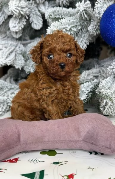 Regalo piccolissima cuccioli di barboncino per ladozione