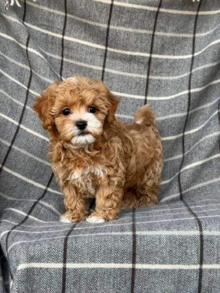 Regalo BARBONCINO  TOY CUCCIOLI 