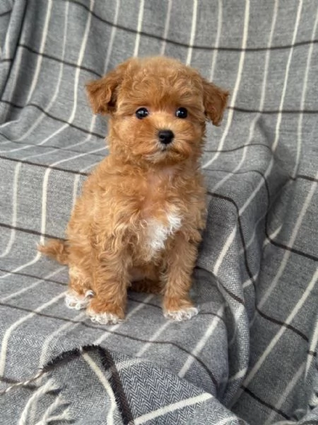 Regalo cucciolo MERAVIGLIOSI CUCCIOLI DI BARBONCINO PEDIGREE 