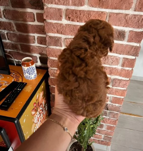 Regalo cucciolo REGALO BARBONCINO TOY MERAVIGLIOSI