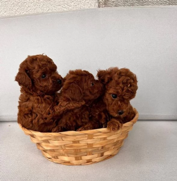 Regalo toy barboncino mini